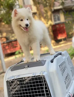 3-6 months Female Purebred Samoyed