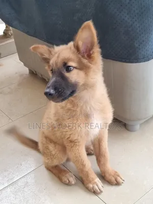 1-3 months Male Mixed Breed German Shepherd