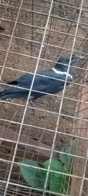 Pied Crow Bird