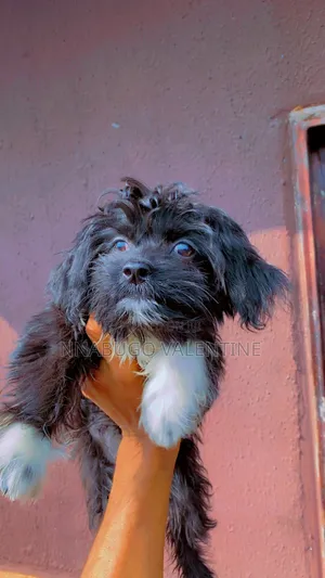 1+ year Female Purebred Lhasa Apso