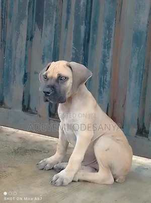 1-3 months Male Purebred Boerboel
