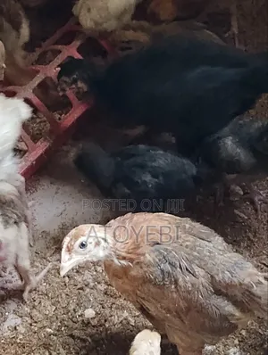 Well Vaccinated Noiler for Sale