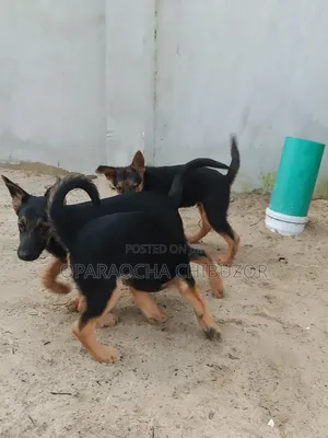 1-3 months Female Purebred German Shepherd