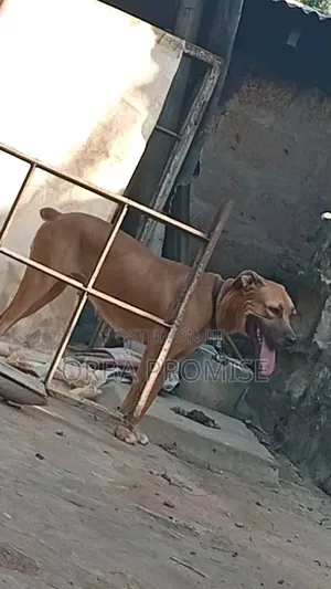 1+ year Female Purebred Boerboel