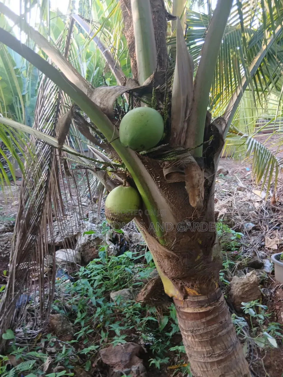 Coconut Seedlings
