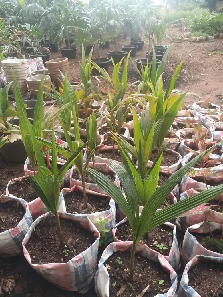 Coconut Seedlings