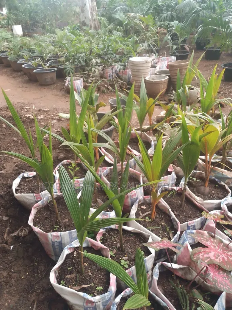 Coconut Seedlings