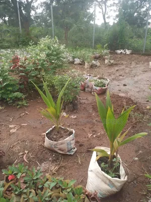Coconut Seedlings