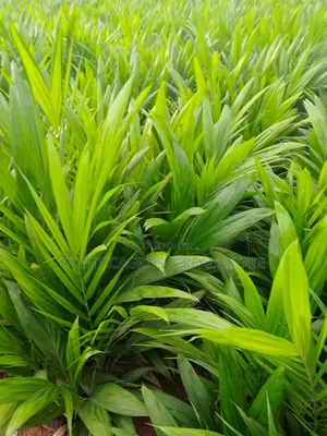 Tenera Palm