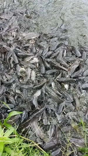 Catfish Manloge Size About 3ton