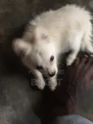 1-3 months Female Purebred American Eskimo