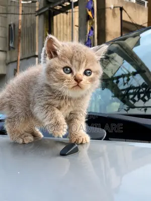 1-3 months Male Purebred British Shorthair