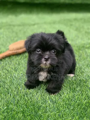 1-3 months Female Purebred Lhasa Apso