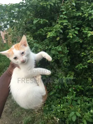 3-6 months Female Purebred American Shorthair