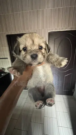 0-1 month Female Purebred Lhasa Apso