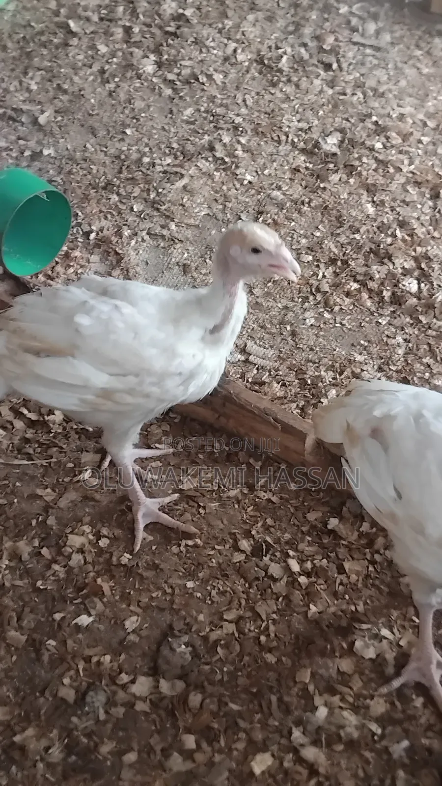 Royal Farm