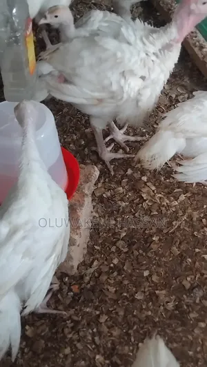 Royal Farm