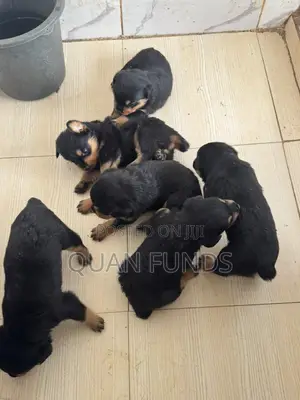 1-3 months Female Purebred Rottweiler