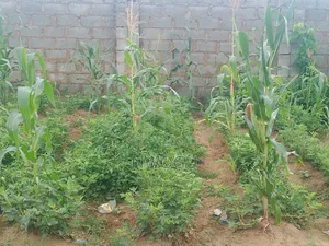 2225 SQM of Cofo Land Available for Sale