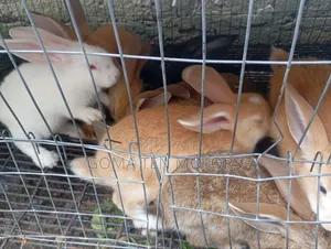 Hyla Rabbit