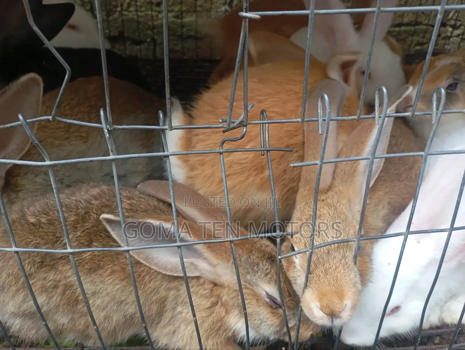 Hyla Rabbit