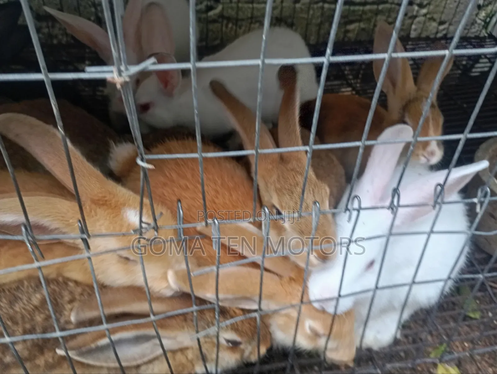Hyla Rabbit