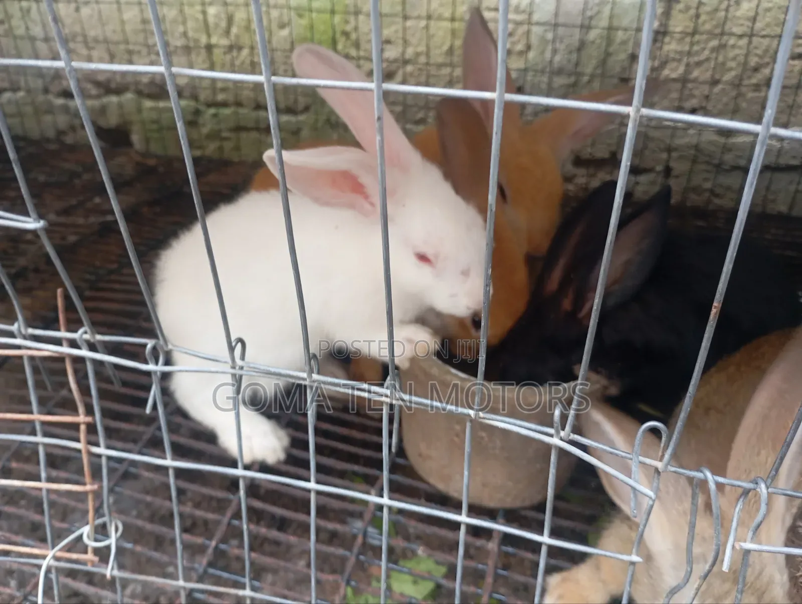 Hyla Rabbit