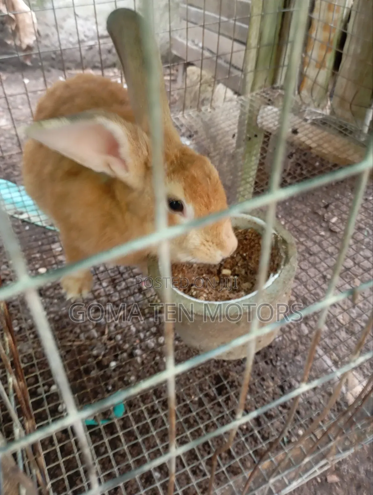 Hyla Rabbit