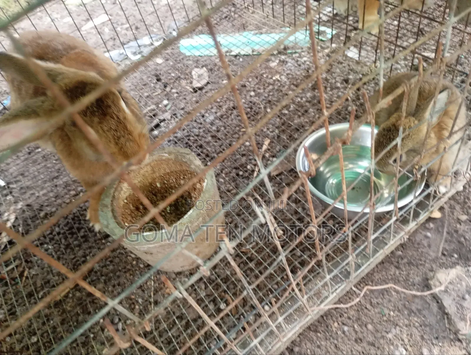 Hyla Rabbit