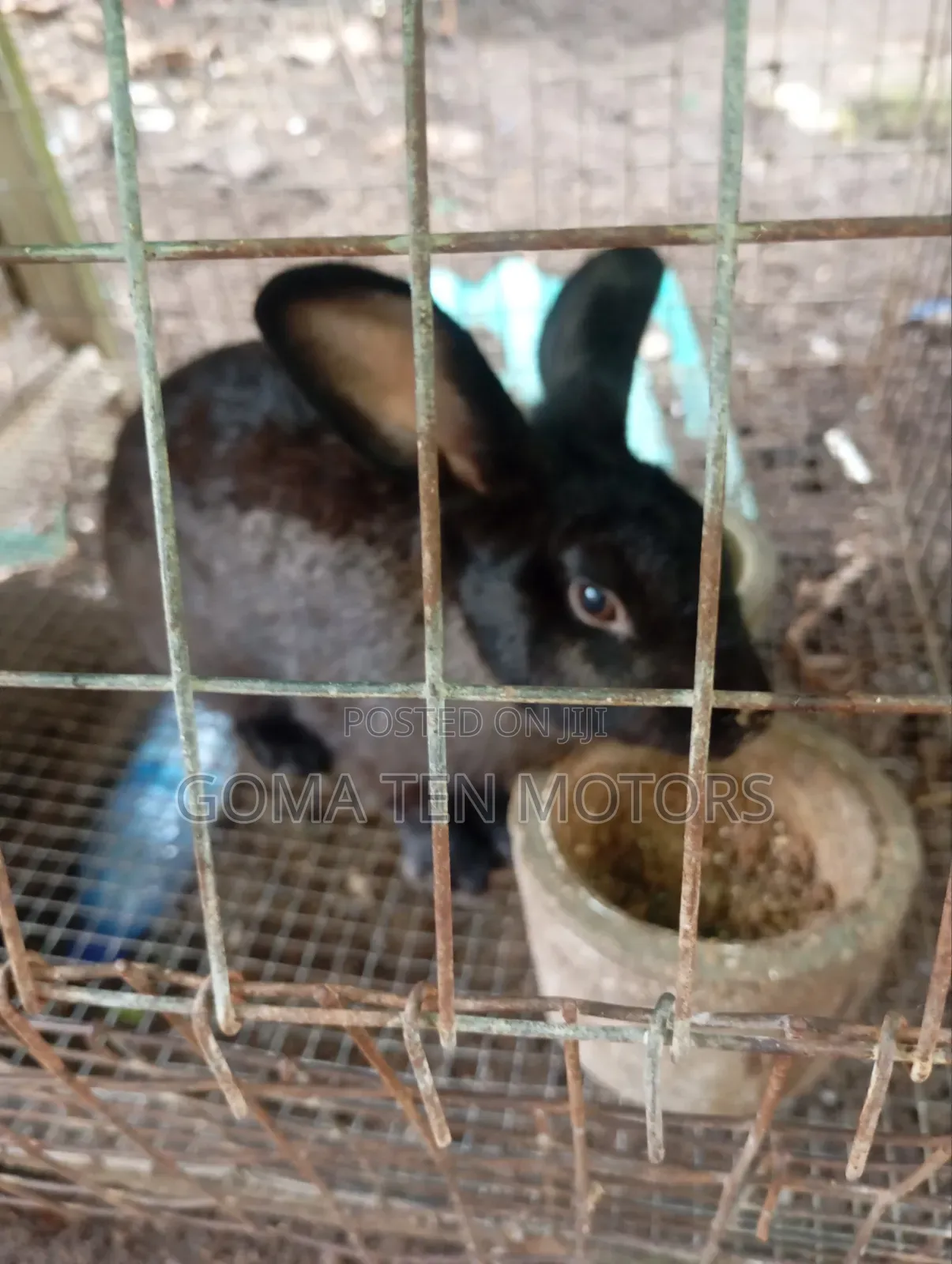 Hyla Rabbit