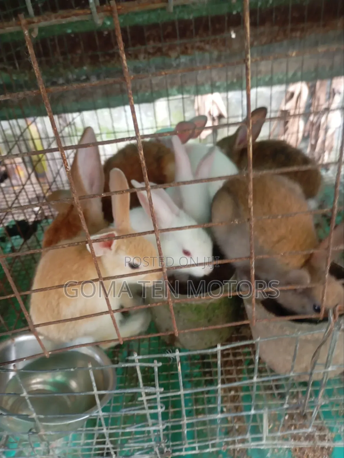Hyla Rabbit