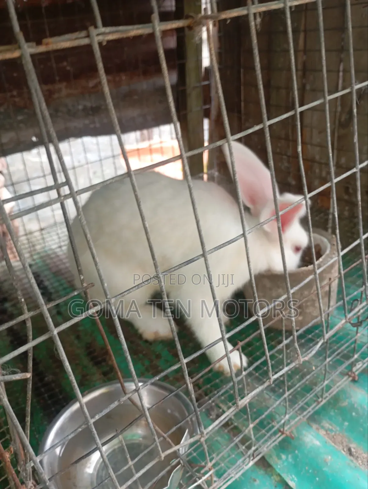 Hyla Rabbit