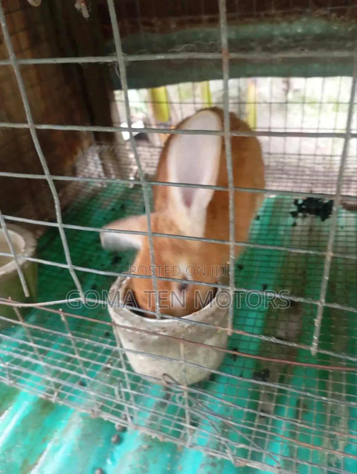 Hyla Rabbit