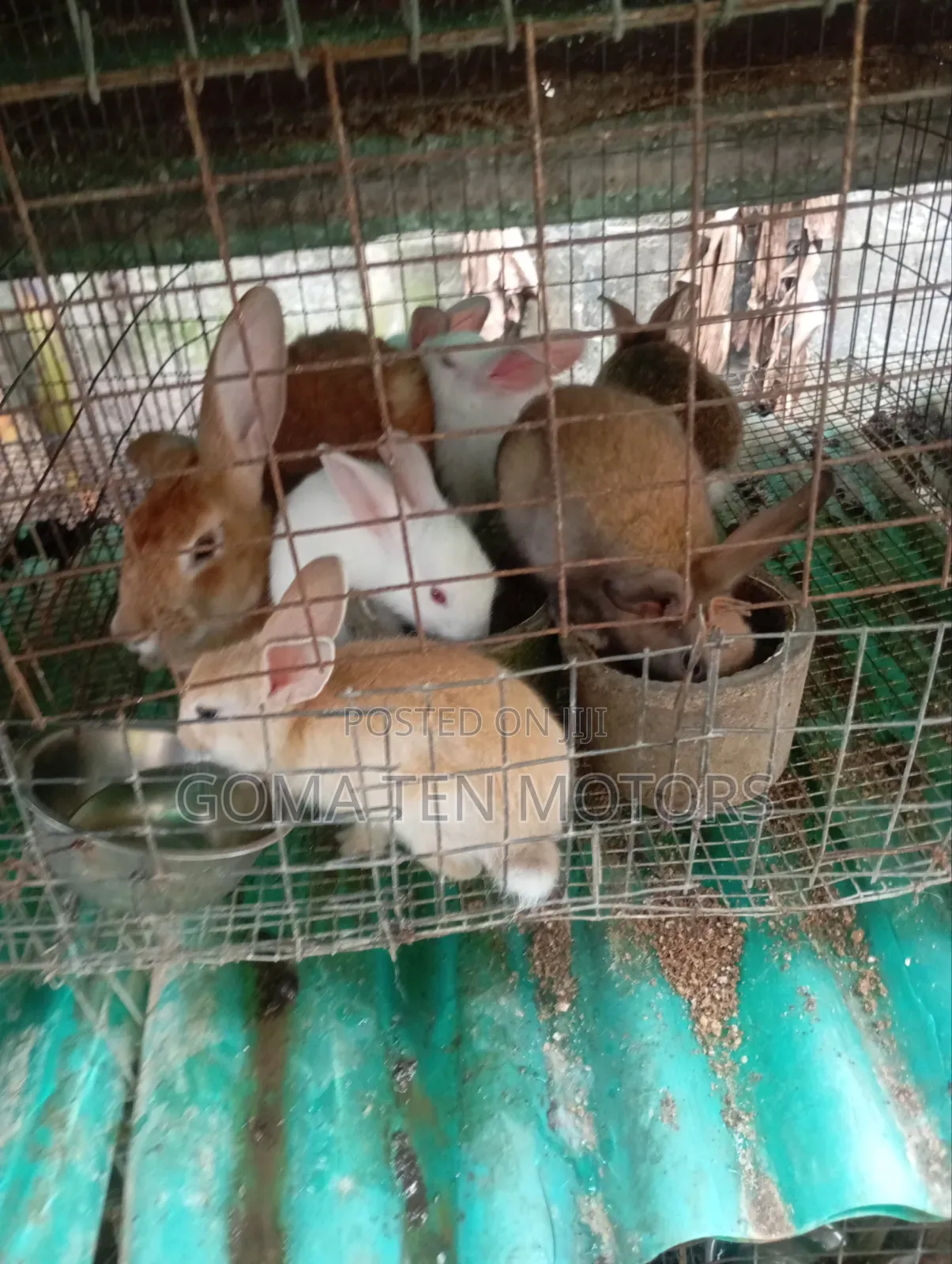 Hyla Rabbit