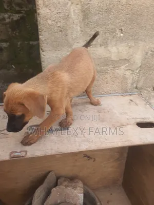 1-3 months Female Mixed Breed German Shepherd