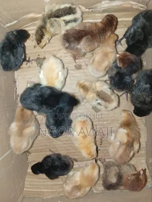 2 Weeks Old Noiler Chicks