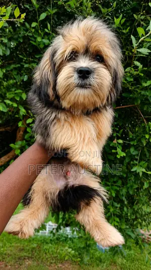 1-3 months Female Purebred Lhasa Apso