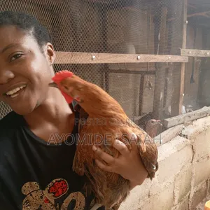 Brahma Exotic Mature Birds