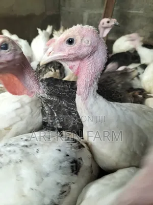 Christmas Turkey Alert! Our Healthy Turkey Poults