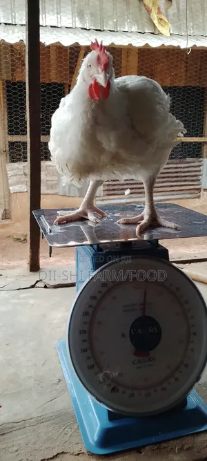 Broilers Chicken(Frozen Live Weight)