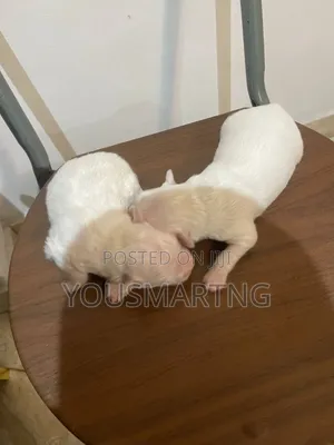 0-1 month Male Purebred American Eskimo