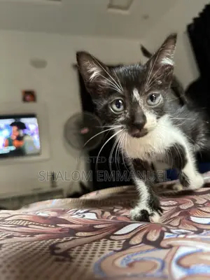 1-3 months Male Purebred Cat