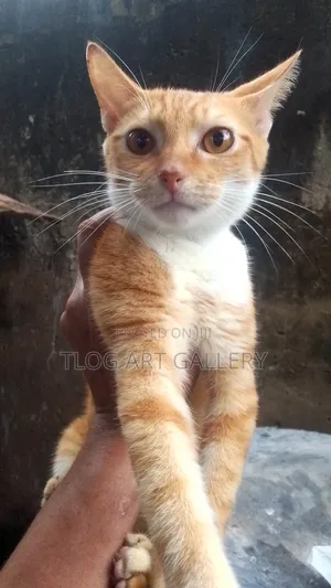 6-12 months Male Purebred Turkish Van