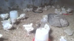 Pullet of 6 Weeks