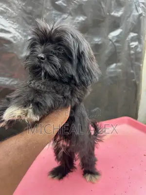 1-3 months Female Purebred Lhasa Apso
