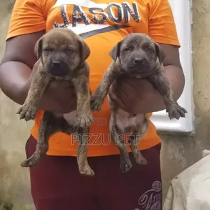 1-3 months Female Purebred Boerboel