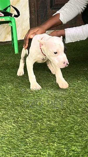 1-3 months Male Purebred American Bully