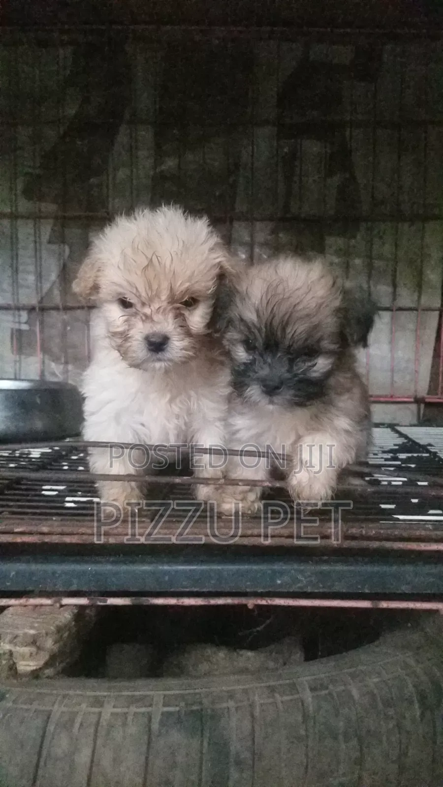 1-3 months Female Purebred Lhasa Apso