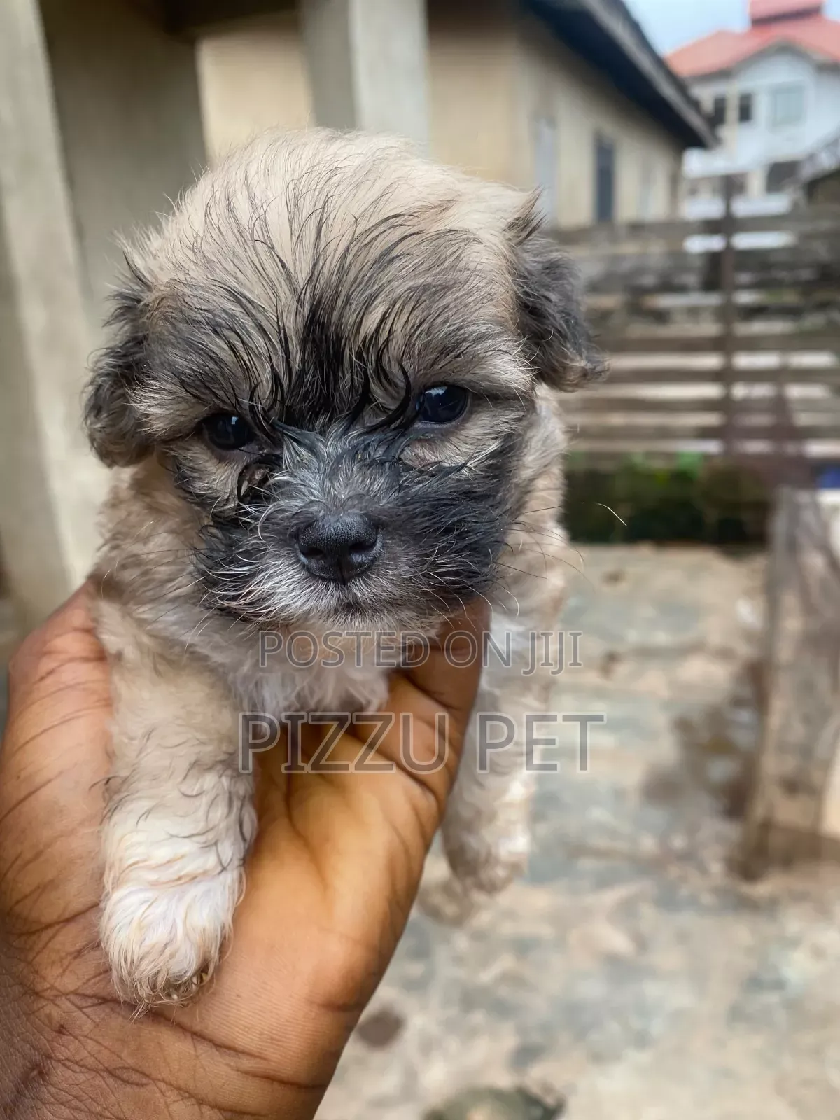 1-3 months Female Purebred Lhasa Apso