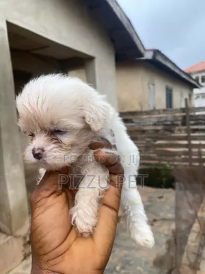 1-3 months Female Purebred Lhasa Apso